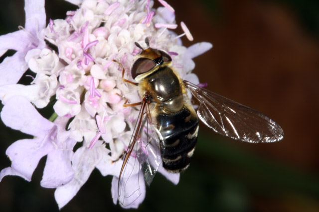 Scaeva pyrastri - Copyright Denis Bourgeois